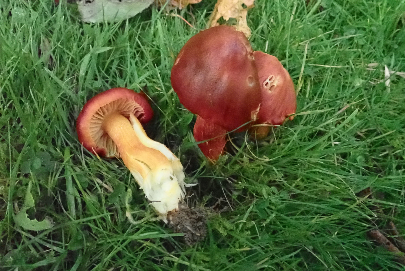 Hygrocybe punicea  by Penny Cullington